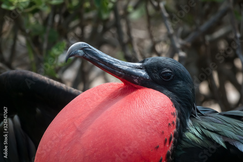 Male frigate bird with its bright red throat pouch fully puffed in hope of attracting a female, Genovesa Island, Galapagos Islands, Ecuador