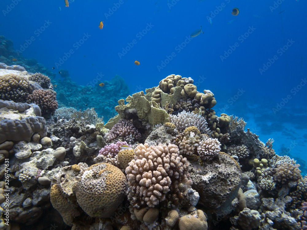 Naklejka premium Underwater life landscape