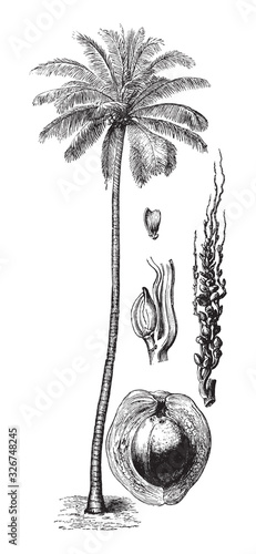 Coconut palm tree (Cocos nucifera) / vintage illustration from Brockhaus Konversations-Lexikon 1908