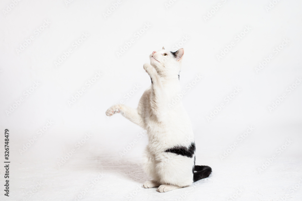 The cat stands on its hind legs and looks up. Yellow cat eyes. Funny cat on a white background. The cat stands on its hind legs and looks up. Yellow cat eyes. Funny cat on a white background.