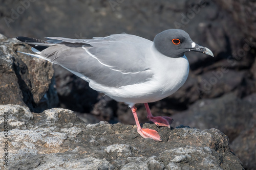 Lava Gull, Plaza Sur Island, Galapagos Islands, Ecuador