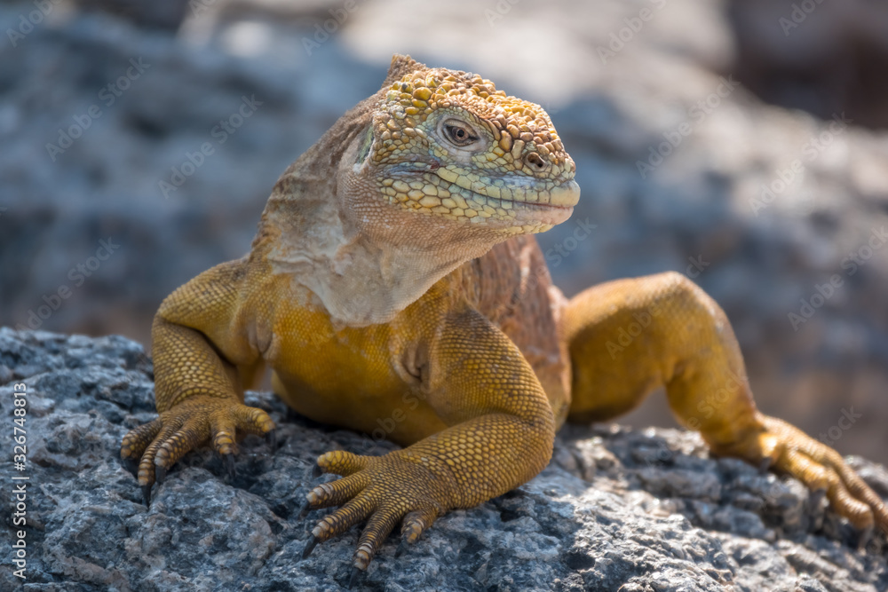 Fototapeta premium Land iguanas on Plaza Sur Island, Galapagos Islands, Ecuador