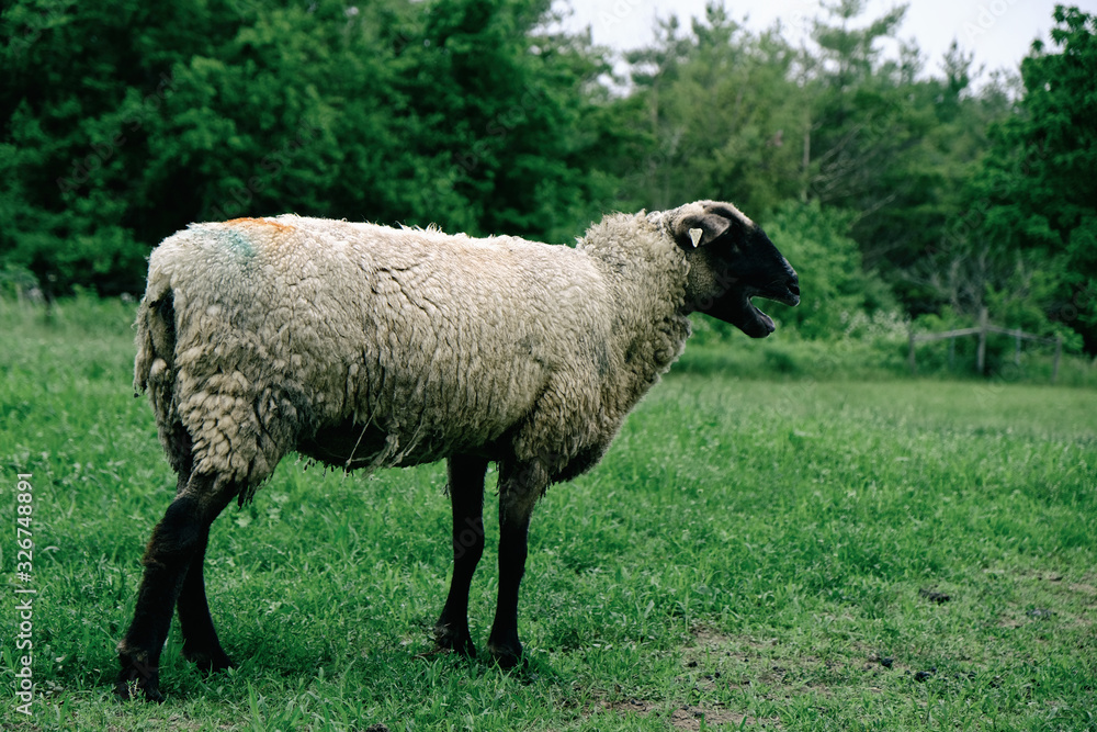 Fototapeta premium Shropshire ewe in green sheep farm field.