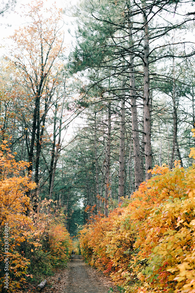 Fototapeta premium beautiful pine forest with colorful foliage on trees in autumn