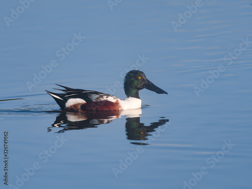 Northern Shoveler with Reflection Swimming in Blue Water