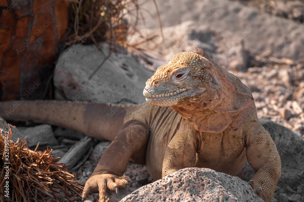 Land iguana on a beach rock, Santa Fe Island, Galapagos Islands, Ecuador Land iguana on a beach rock, Santa Fe Island, Galapagos Islands, Ecuador