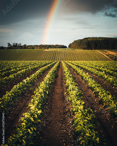 Fotografiet Rainbow over a field of crops