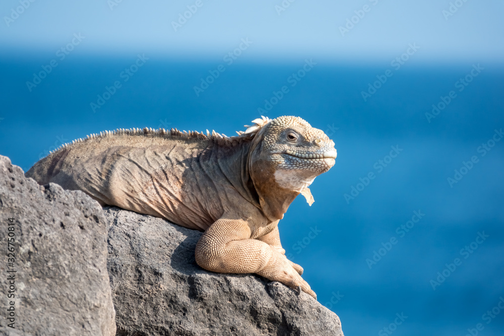 Fototapeta premium Wyląduj legwan na plaży, wyspa Santa Fe, Wyspy Galapagos, Ekwador