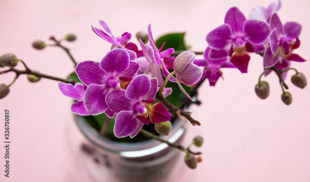 Springtime, easter. Purple color orchids on pink background