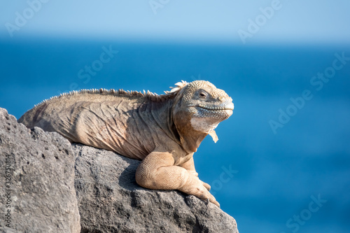 Fototapeta Naklejka Na Ścianę i Meble -  Land iguana on a beach rock, Santa Fe Island, Galapagos Islands, Ecuador