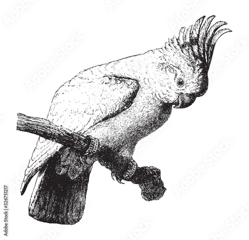 Major Mitchell's cockatoo (Lophochroa leadbeateri) / vintage illustration from Brockhaus Konversations-Lexikon 1908