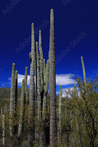 Tehuacan-Cuicatlan Biosphere Reserve. Puebla State. Mexico.