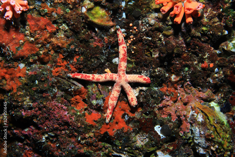 Spotted linckia sea star Spotted linckia sea star