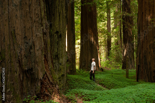 Man in redwoods