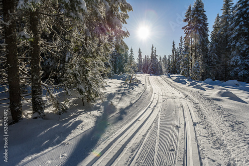 winter wonderland photo