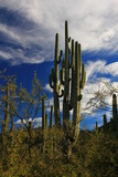 Tehuacan-Cuicatlan Biosphere Reserve - cacti, trees, volcanoes.  Puebla State. Mexico