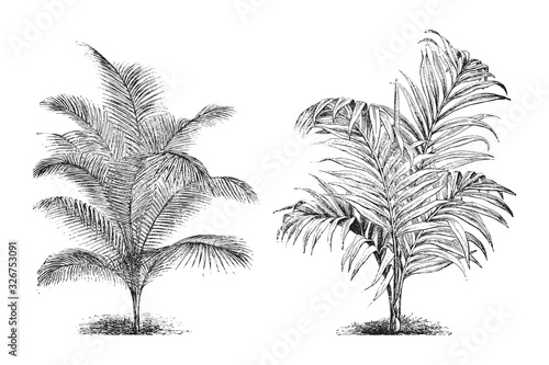 Chamaedorea concolor and Areca Baueri palm tree / vintage illustration from Brockhaus Konversations-Lexikon 1908