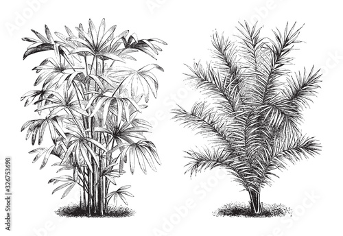 Rhapis flabelliformis and Phoenix canariensis palm tree   vintage illustration from Brockhaus Konversations-Lexikon 1908