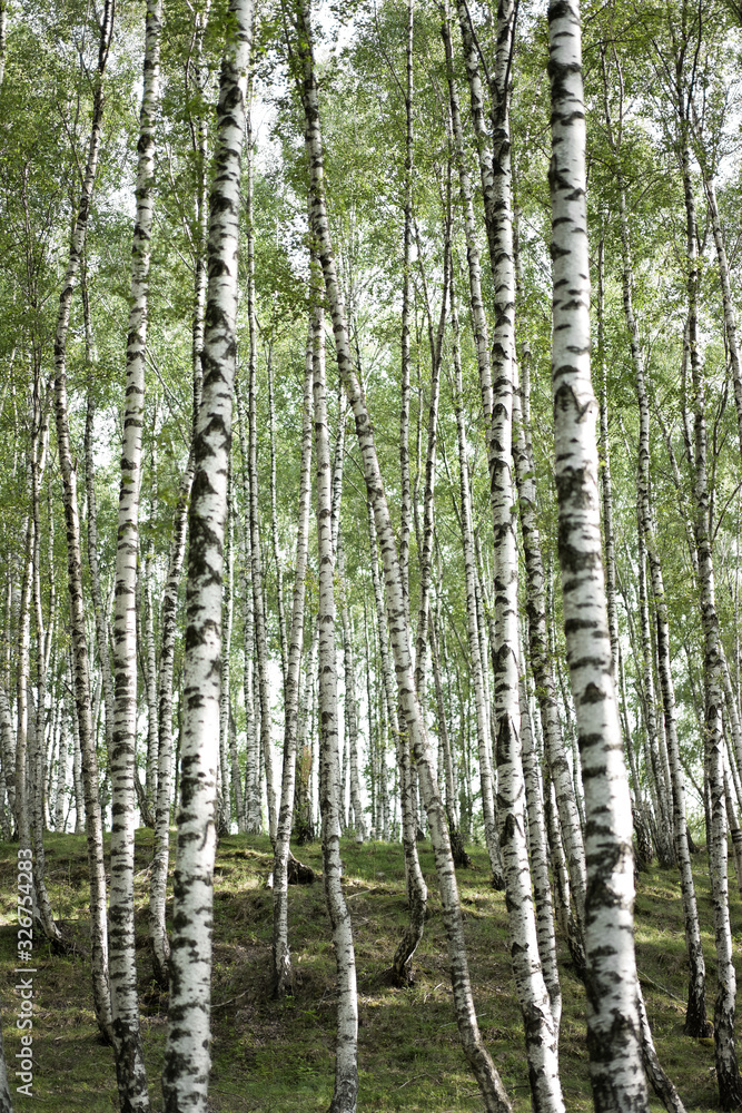 Birch trees in forest Birch trees in forest