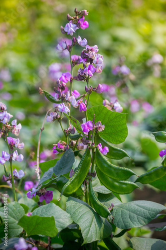 Green hyacinth bean (Seim) is flowering at Savar, Dhaka, Bangladesh. photo