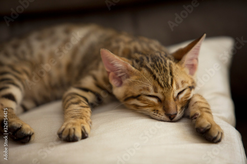 Sleepping kitty cat