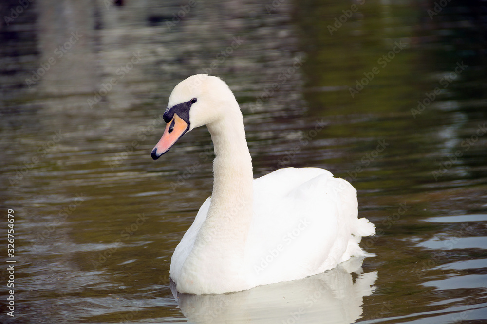 A swan is resting on the water. White swan on the river. An elegant white swan floats on the lake. swan on the water in spring day. A swan is resting on the water. White swan on the river. An elegant white swan floats on the lake. swan on the water in spring day.
