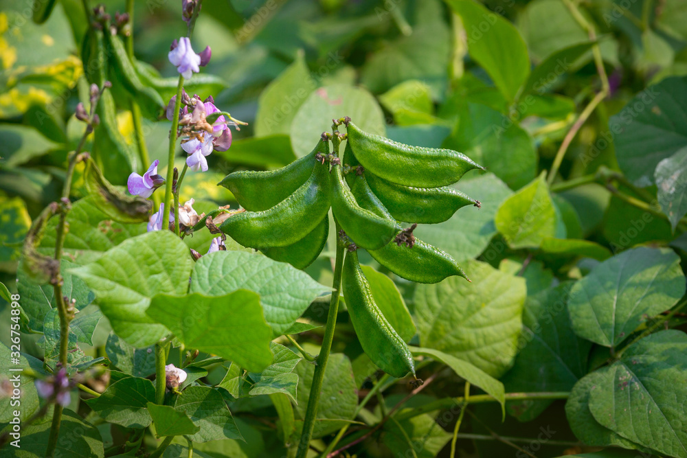 Hyacinth bean is commonly known as seim in Bangladesh. Hyacinth bean is commonly known as seim in Bangladesh.