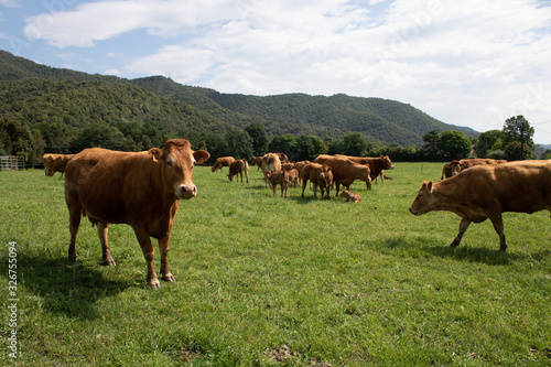  Herd of cows grazing in a meadow