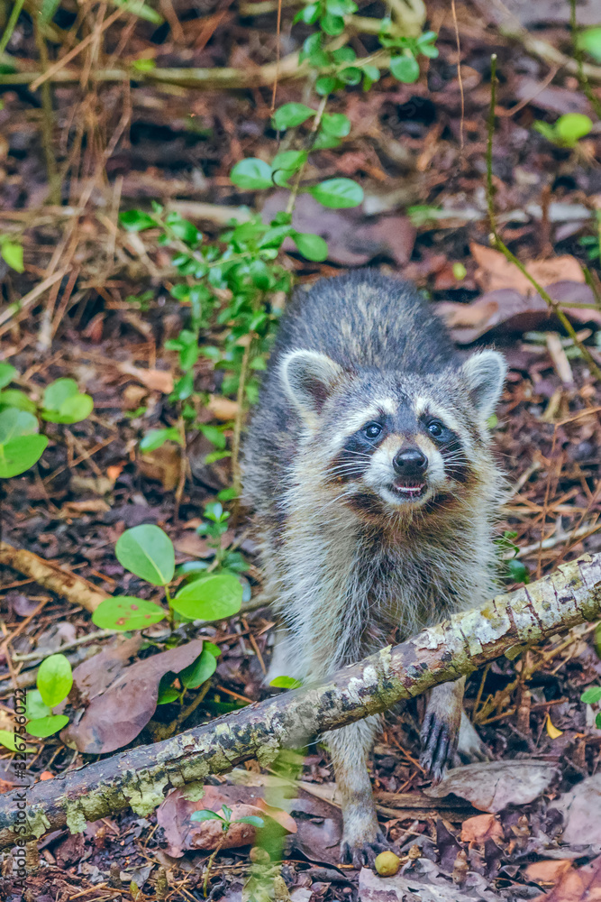 Fototapeta premium Close up portrait of raccoon in J.N. Ding Darling National Wildlife Refuge.Sanibel island.Florida.USA