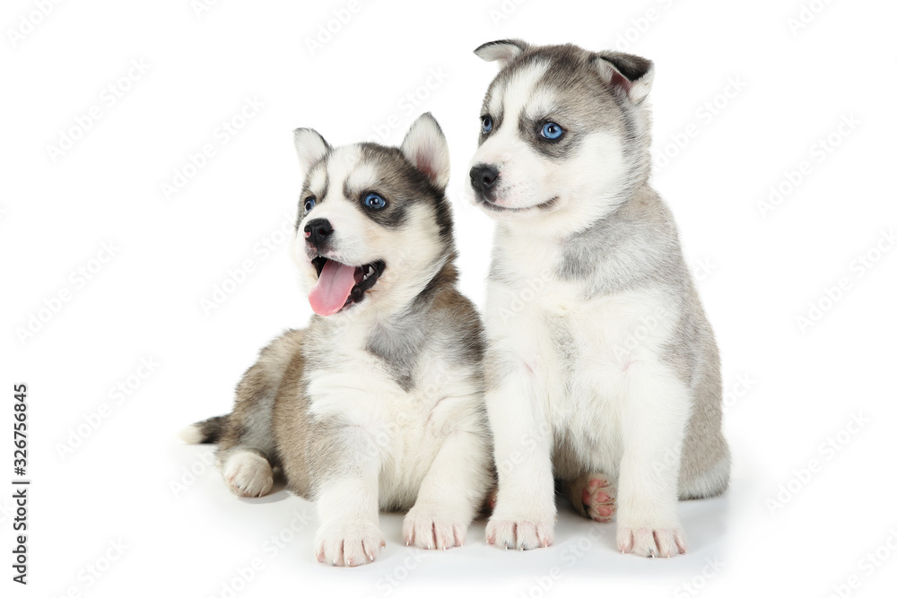 Husky puppies isolated on white background Husky puppies isolated on white background
