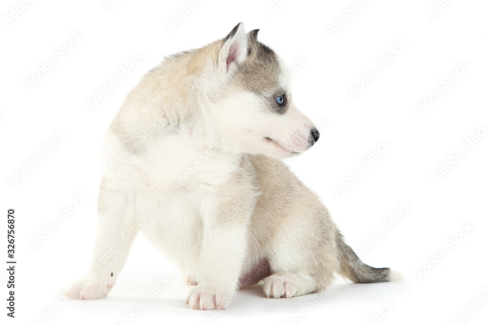 Husky puppy isolated on white background