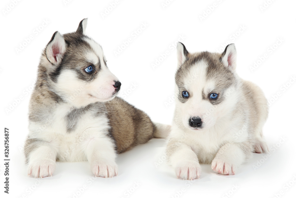 Obraz premium Husky puppies isolated on white background