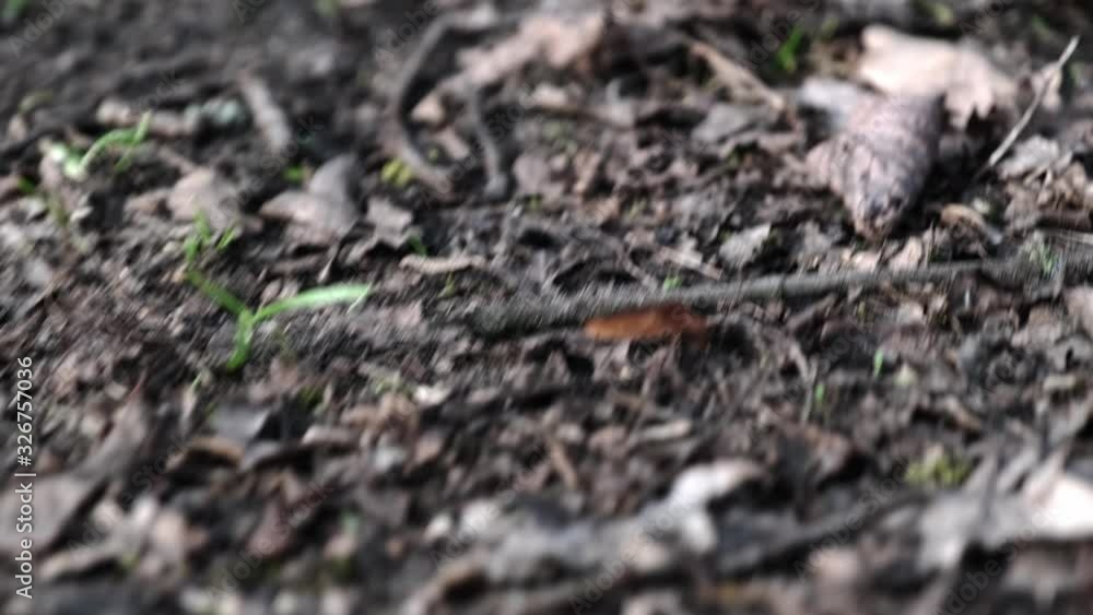 Rare sprouts of young green grass break through the fallen foliage in the spring in the park