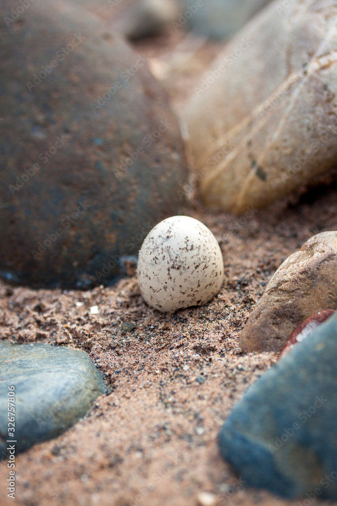 Eier eines Falken in einem Nest versteckt im Sand Eier eines Falken in einem Nest versteckt im Sand