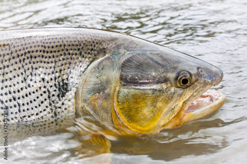 Fototapeta Naklejka Na Ścianę i Meble -  Kopf einer golden Dorado / Dorade im Wasser aus Bolivien