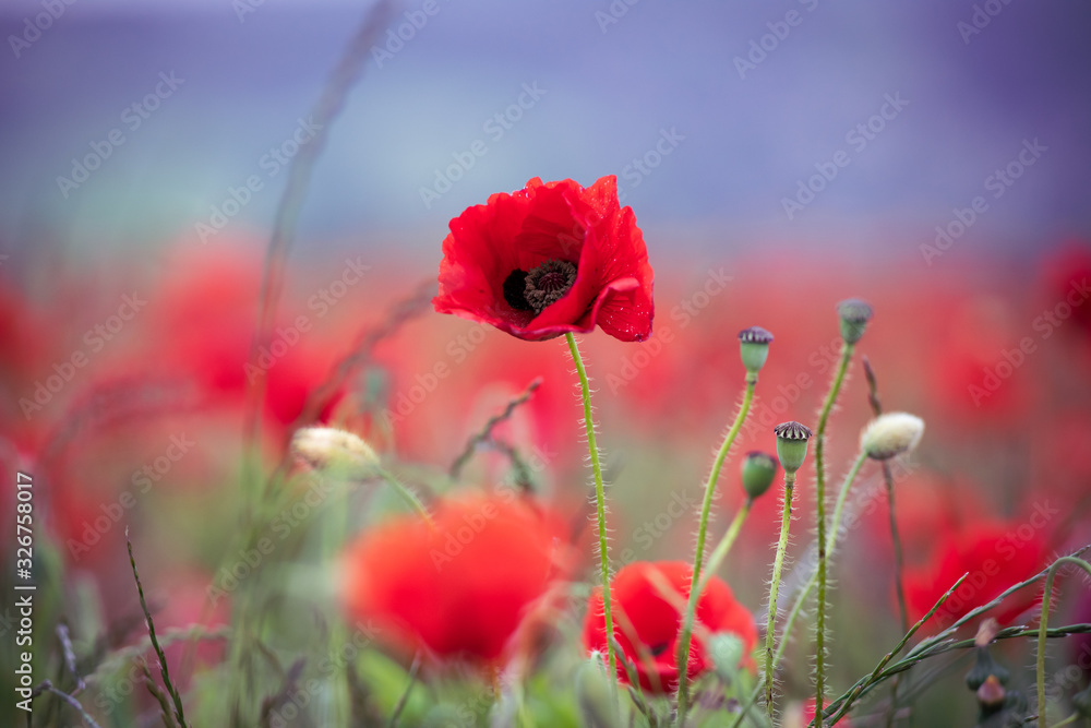 Naklejka premium Poppy Fields