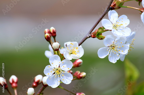 cherry flowers on a branch