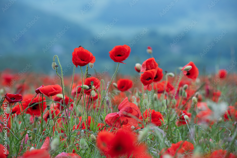 Naklejka premium Pola maku