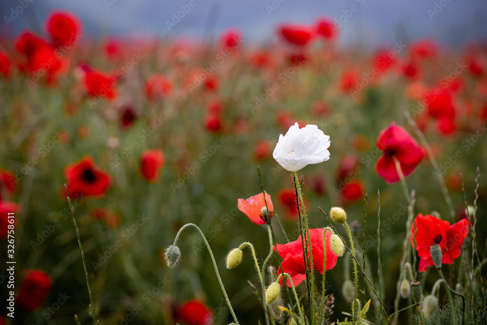 Fototapeta premium Poppy Fields