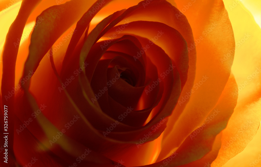 red rose shining through red rose shining through