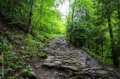 Forest path in Swiss Alps.