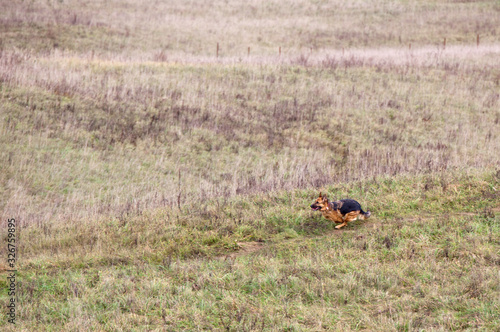 Dog breed German Shepherd running on the field in autumn. Coursing © annatronova