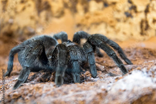 The black tarantula Grammostola pulchra spider sits on the ground.