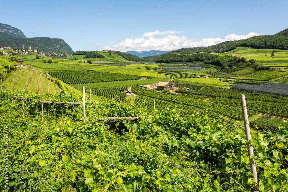 Fototapeta premium Vineyards in Eppan municipality of South Tirol, Italy.