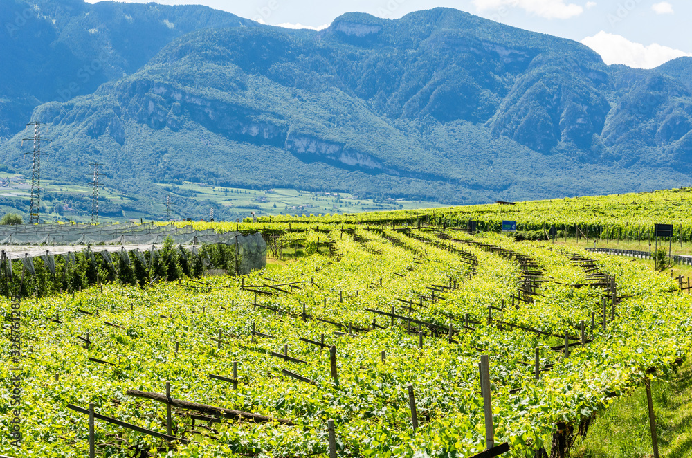Vineyards in Eppan municipality of South Tirol, Italy.