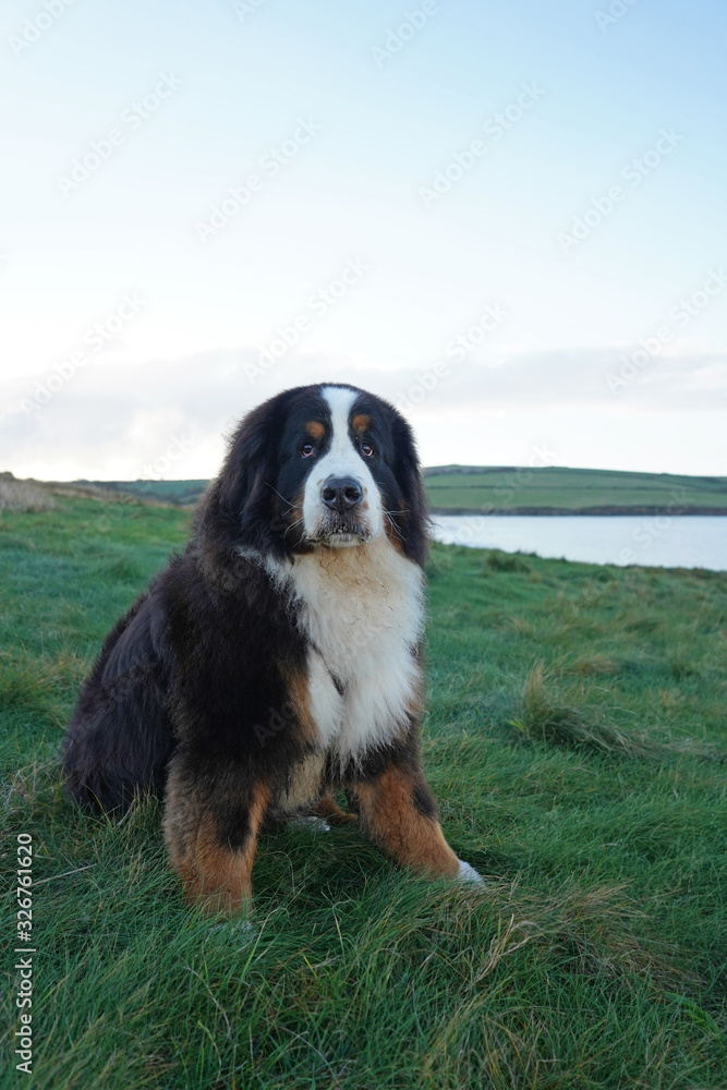 Large and fluffy Bernese Mountain Dog sitting on the green grass Large and fluffy Bernese Mountain Dog sitting on the green grass