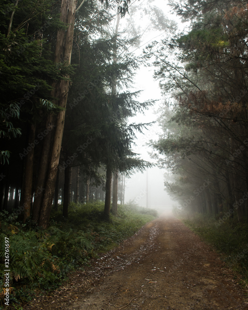 Fototapeta premium Bosque de niebla (Galicia)