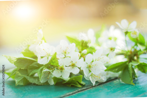 a tree in white colors and a mood of renewal and awakening.