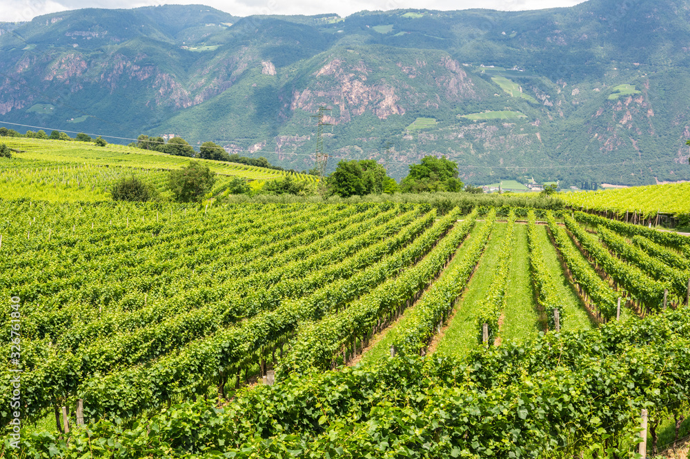 Vineyard in South Tirol, Italy.