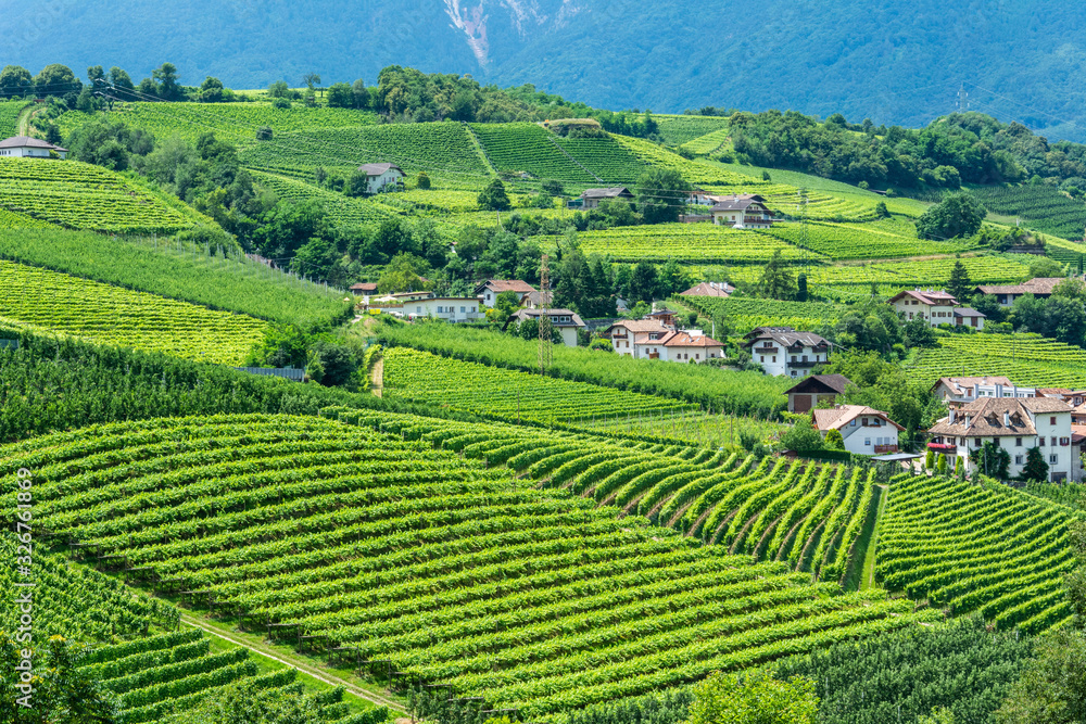 Vineyard in South Tirol, Italy.